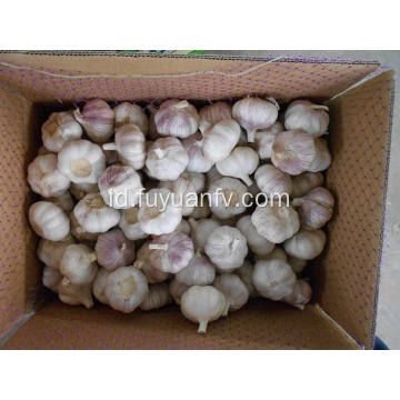 Jual Hot di Pasar Segar Putih Putih Bawang Putih